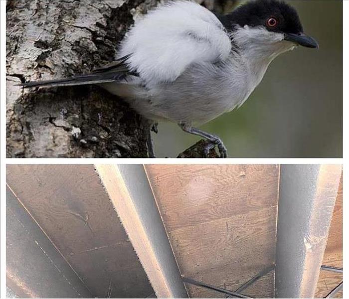 Top picture is a black-backed puff back bird; bottom picture is flooring joist system covered in soot